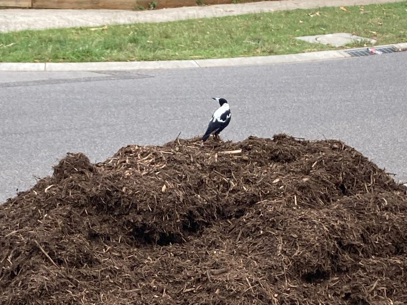 Cheap garden tidy ups near me Craigieburn