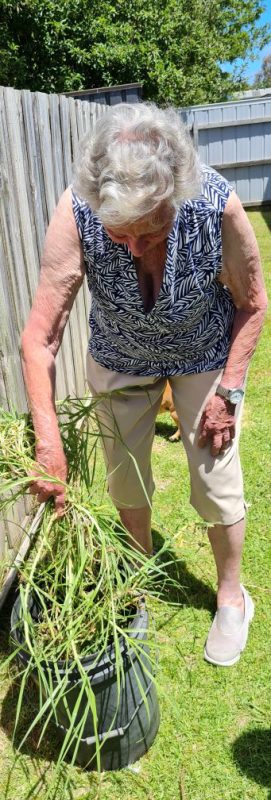 Aged Care gardening services Meadow Heights