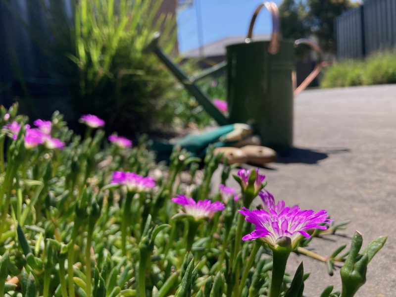 Weeding service near me Mickleham