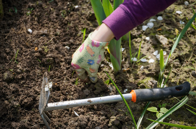 Hand weeding Craigieburn